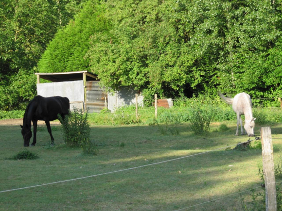 Chevaux