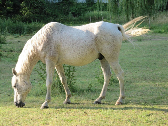 Cheval blanc