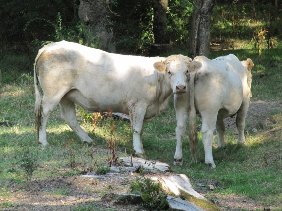 Boeufs