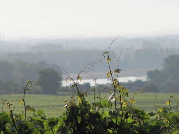 Coteaux de Saumur