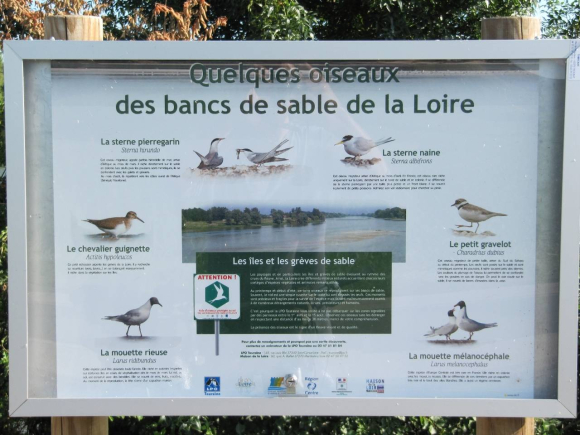 Quelques oiseaux des bancs de sable de la Loire