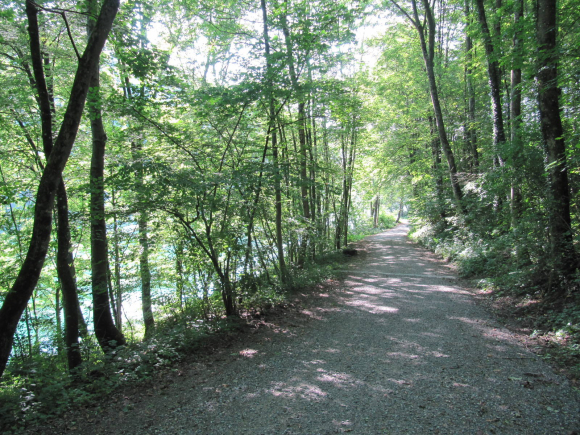 Chemin ombragé