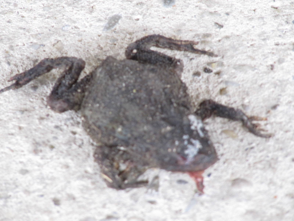 Crapaud desséché