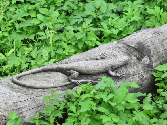 Salamandre