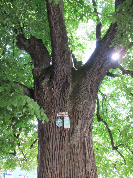 L'arbre magique