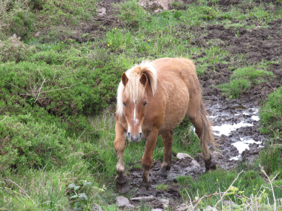 Poney