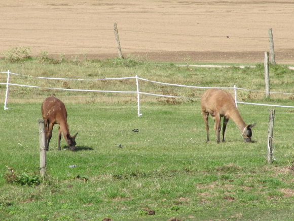 Lamas de la Loire...