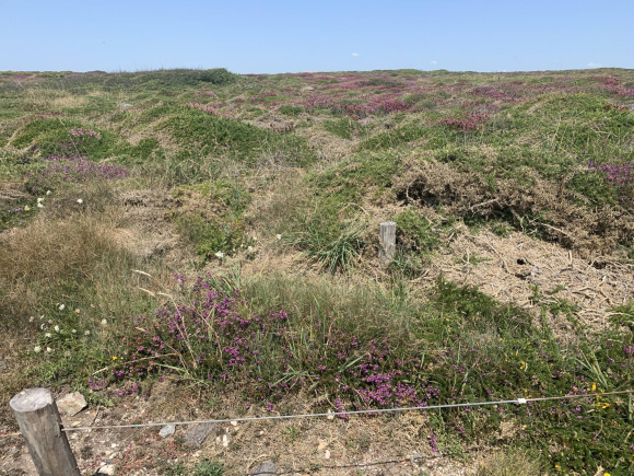 IMG_0234