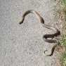Serpent sur la route