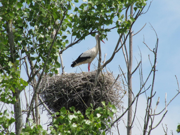 Nid de cigogne