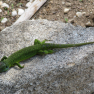 Gros lézard, mort noyé
