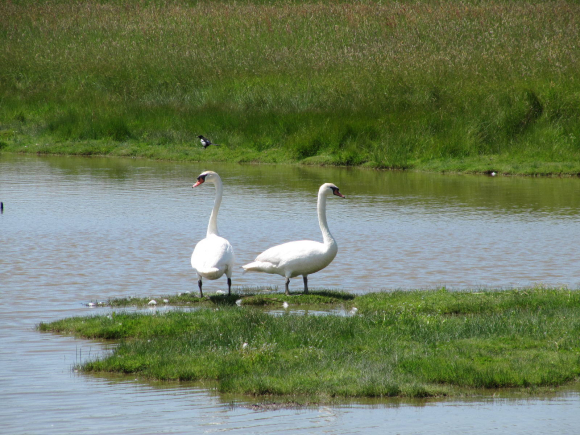 Couple de cygnes