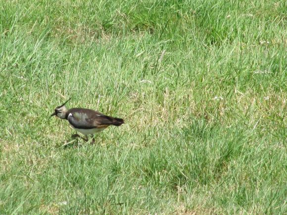 IMG_5145