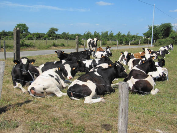 Vaches