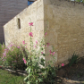 Roses trémières