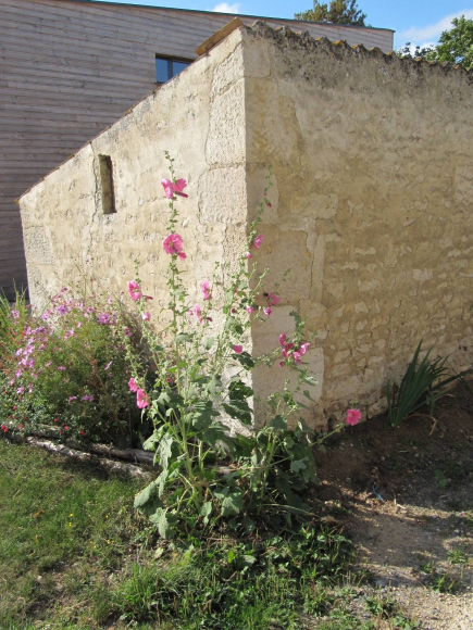 Roses trémières