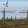 Mouettes
