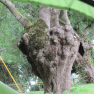 Drôles d'arbres au camping