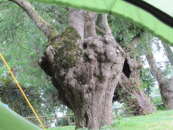 Drôles d'arbres au camping