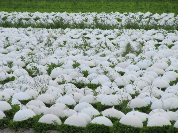 Casques à salades