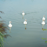DSCN5137