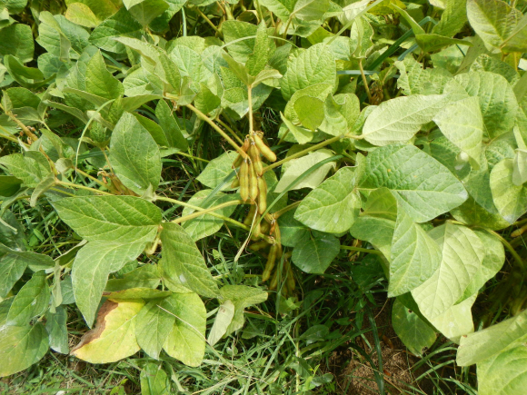 DSCN5140