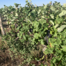 Vouvray - Illiers-Combray (GR655 à pied)