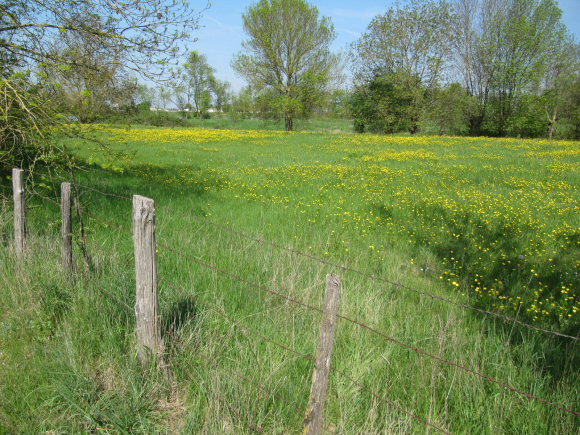 IMG_4525