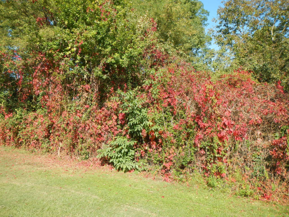 DSCN3099