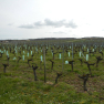 Coteaux de Saumur