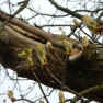 Premiers bourgeons